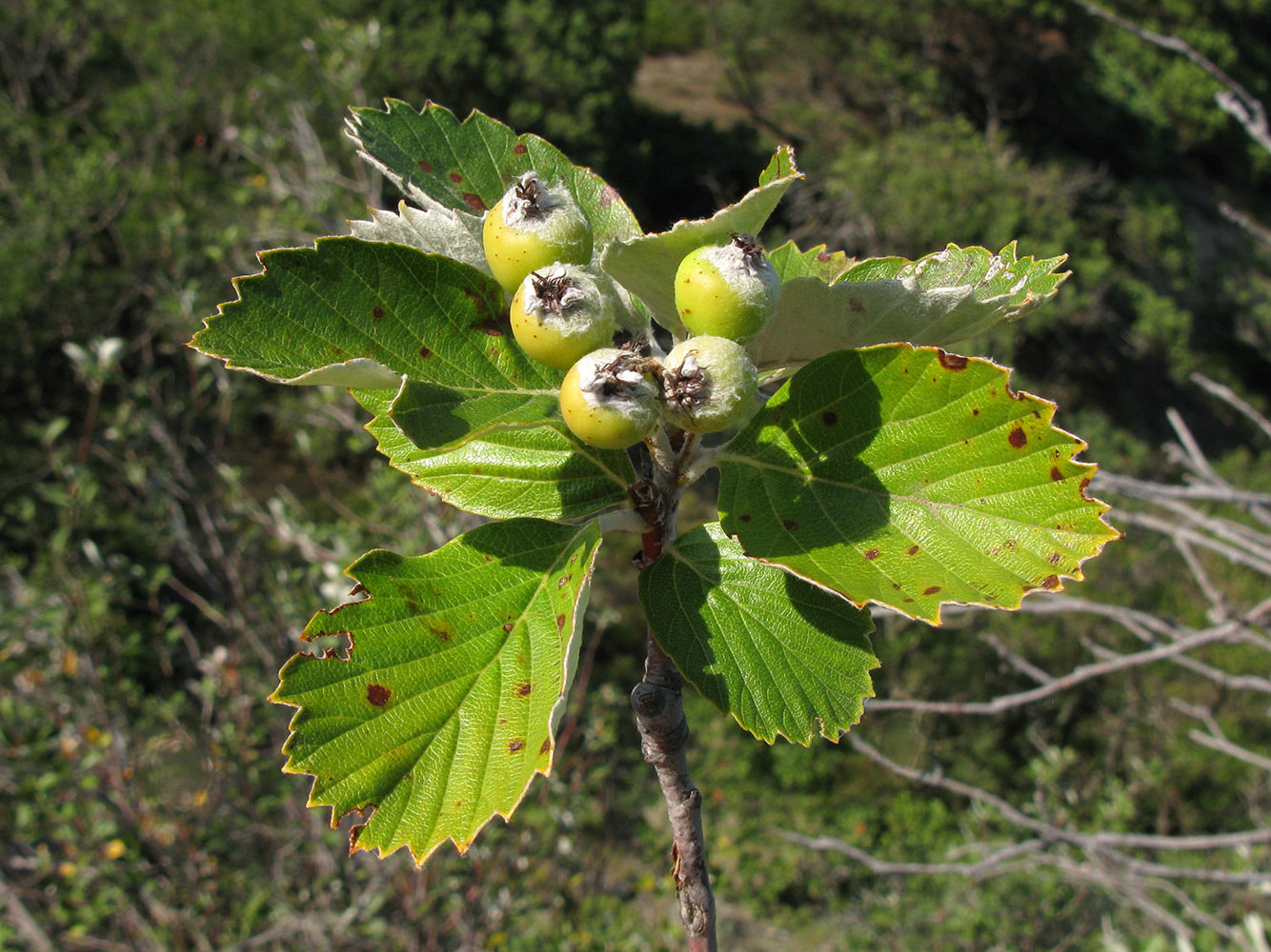 Image of Sorbus taurica specimen.