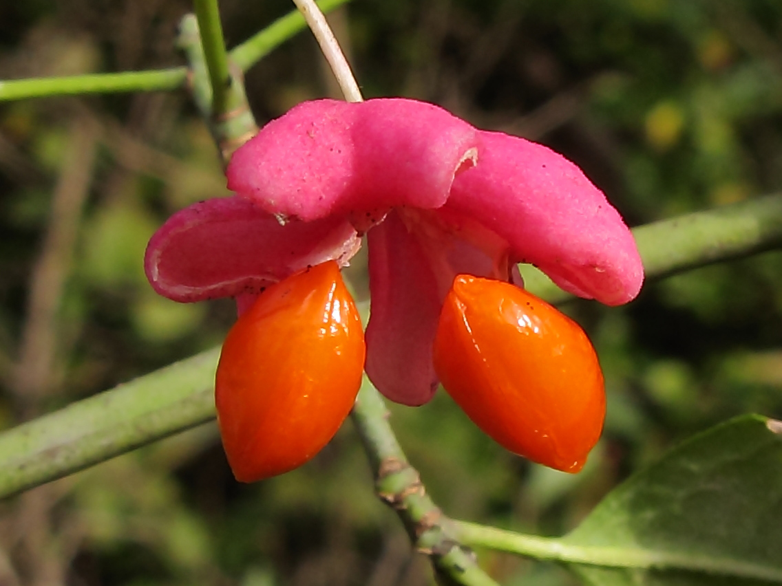 Image of Euonymus europaeus specimen.