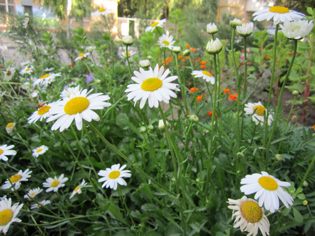 Изображение особи Leucanthemum maximum.