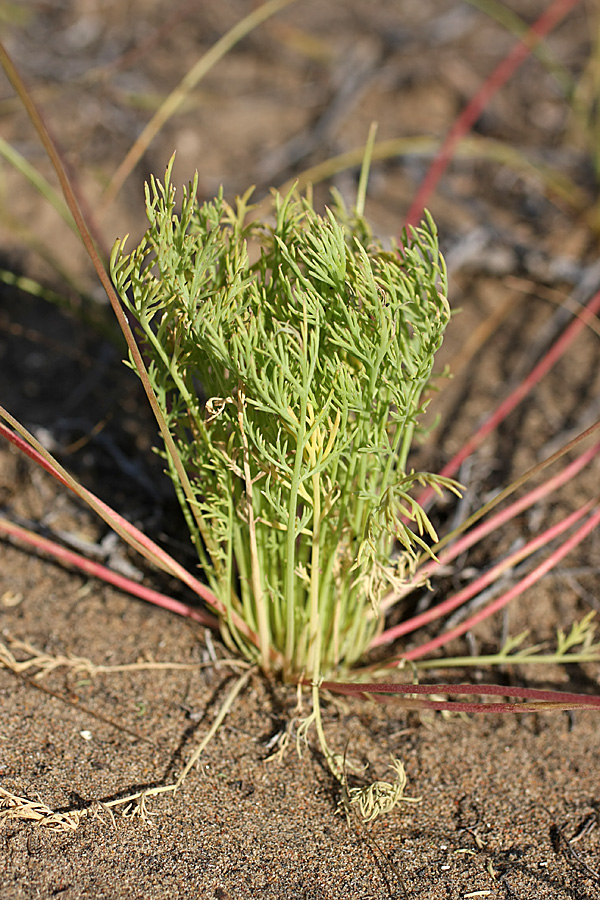 Image of Hypecoum parviflorum specimen.