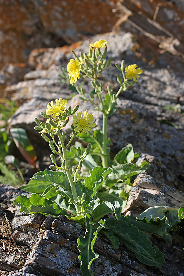 Изображение особи Steptorhamphus crassicaulis.