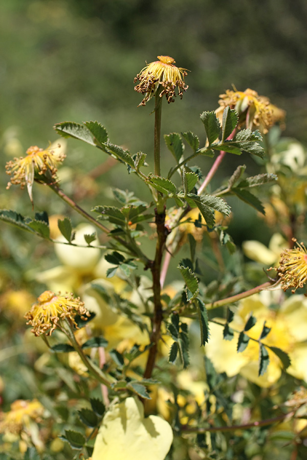 Image of Rosa kokanica specimen.