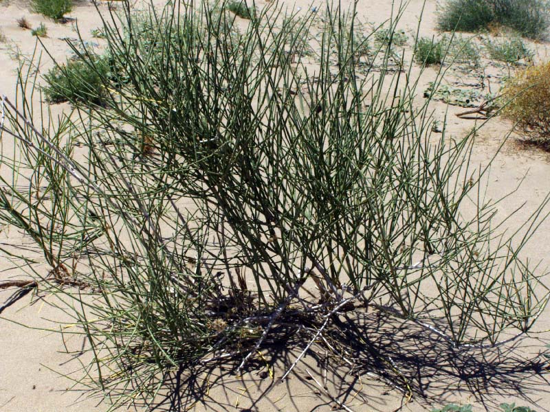 Изображение особи Ephedra strobilacea.