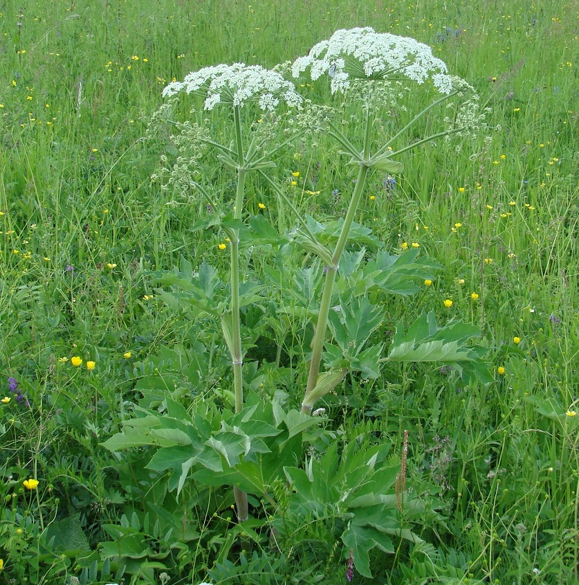 Изображение особи Heracleum dissectum.