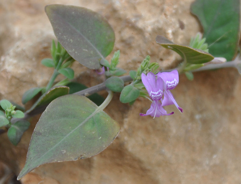 Image of Hypoestes pubescens specimen.