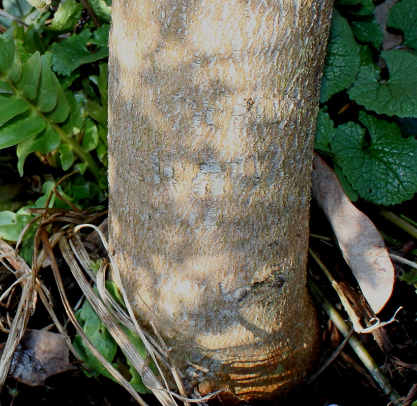 Image of Eucalyptus perriniana specimen.