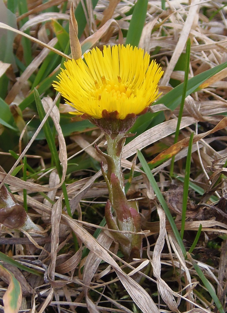 Image of Tussilago farfara specimen.