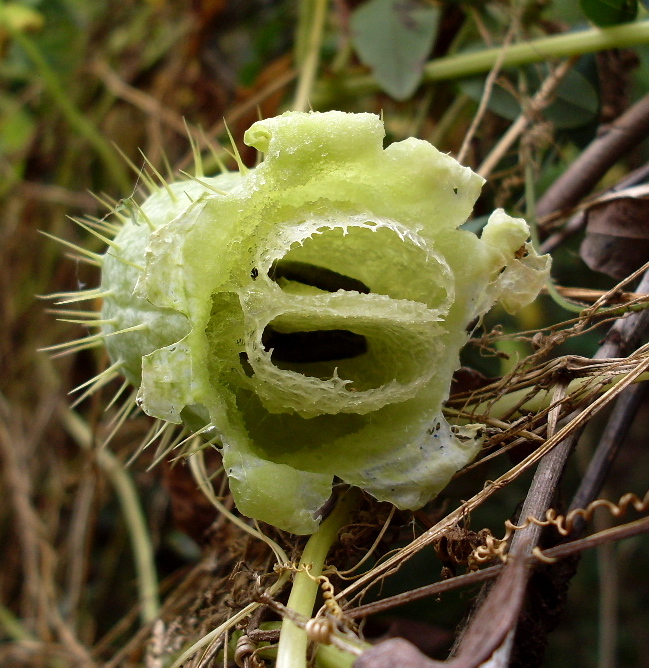 Image of Echinocystis lobata specimen.