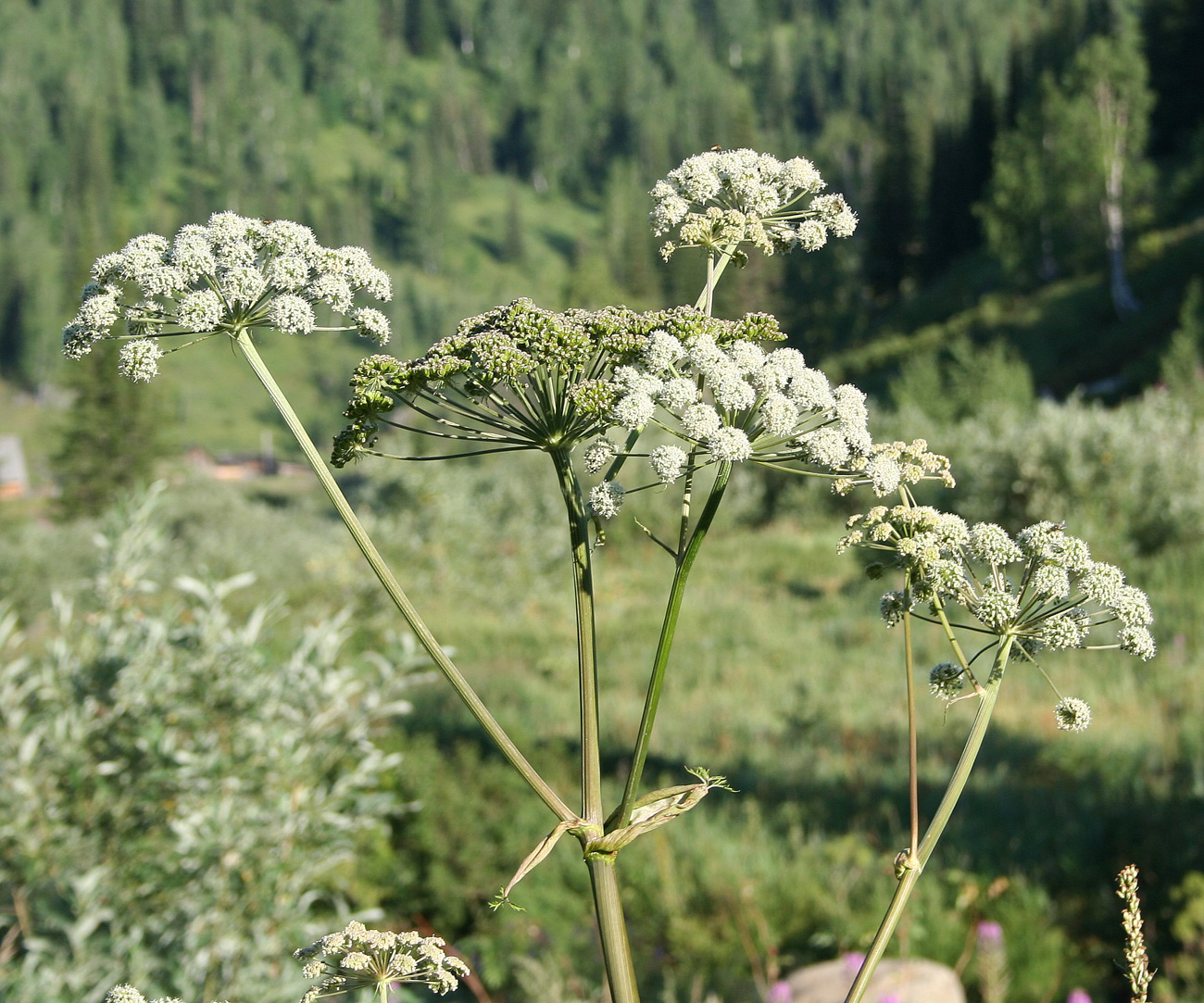 Изображение особи Angelica sylvestris.