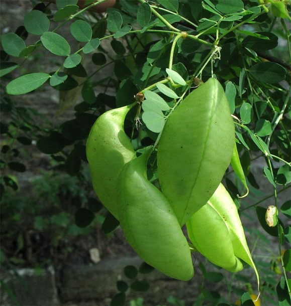 Изображение особи Colutea arborescens.