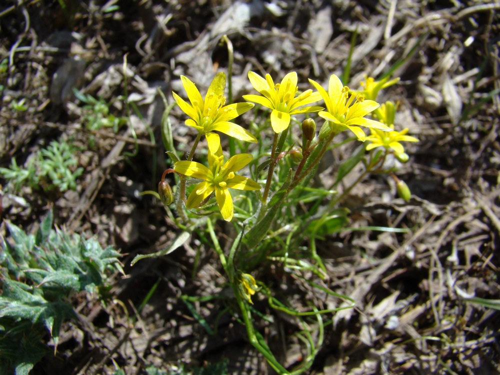 Image of Gagea tenera specimen.