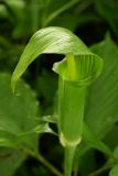 Arisaema peninsulae. Соцветие. Приморский край, Надеждинский р-н, окр. пос. Давыдовка, в дубняке. 20.06.2014.