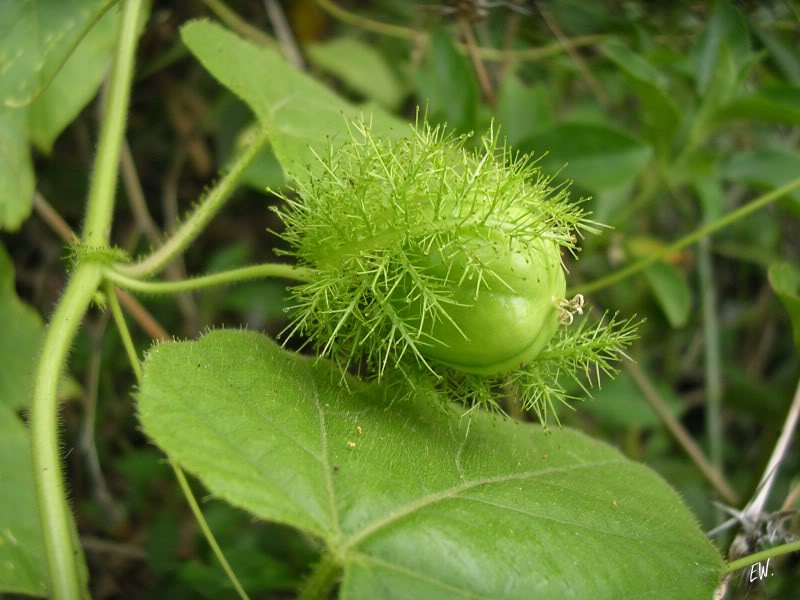 Изображение особи Passiflora foetida.