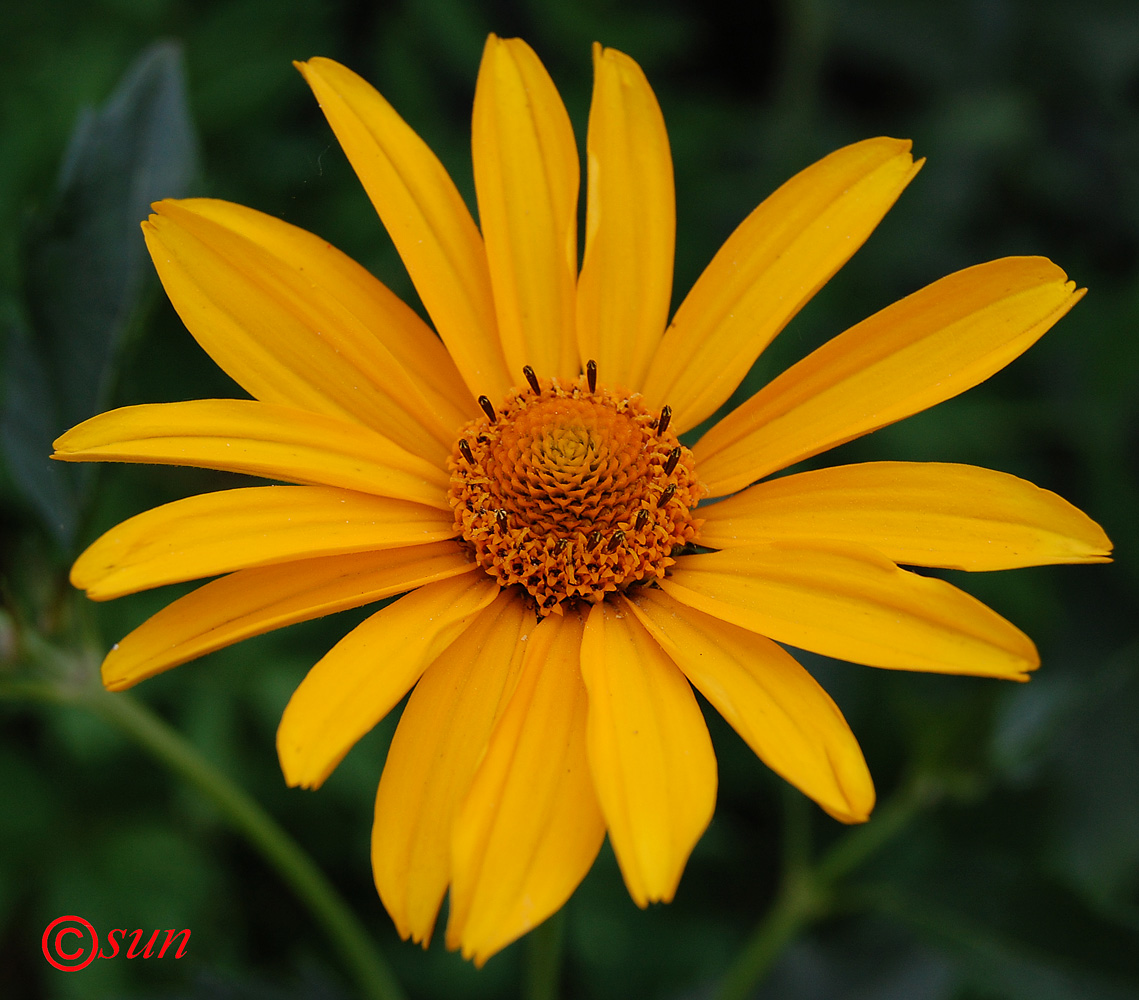 Image of Heliopsis helianthoides ssp. scabra specimen.