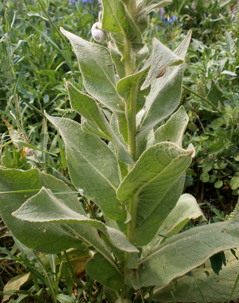 Image of Verbascum phlomoides specimen.