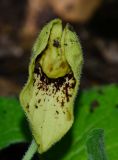 Aristolochia paecilantha