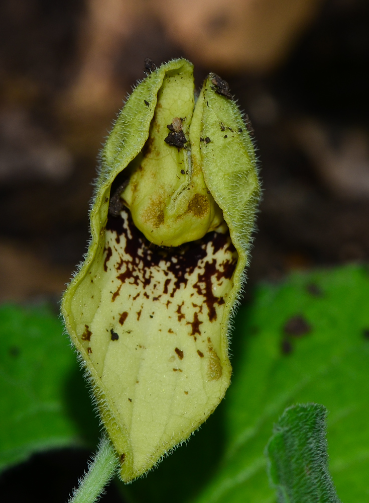 Изображение особи Aristolochia paecilantha.