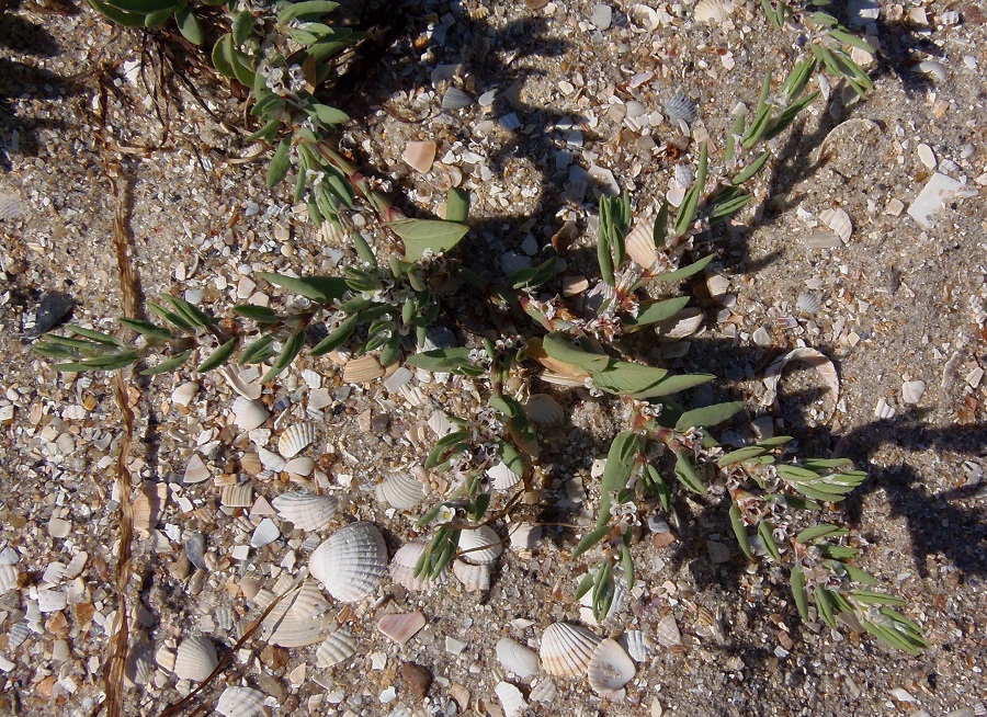 Изображение особи Polygonum maritimum.