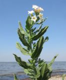 Argusia sibirica