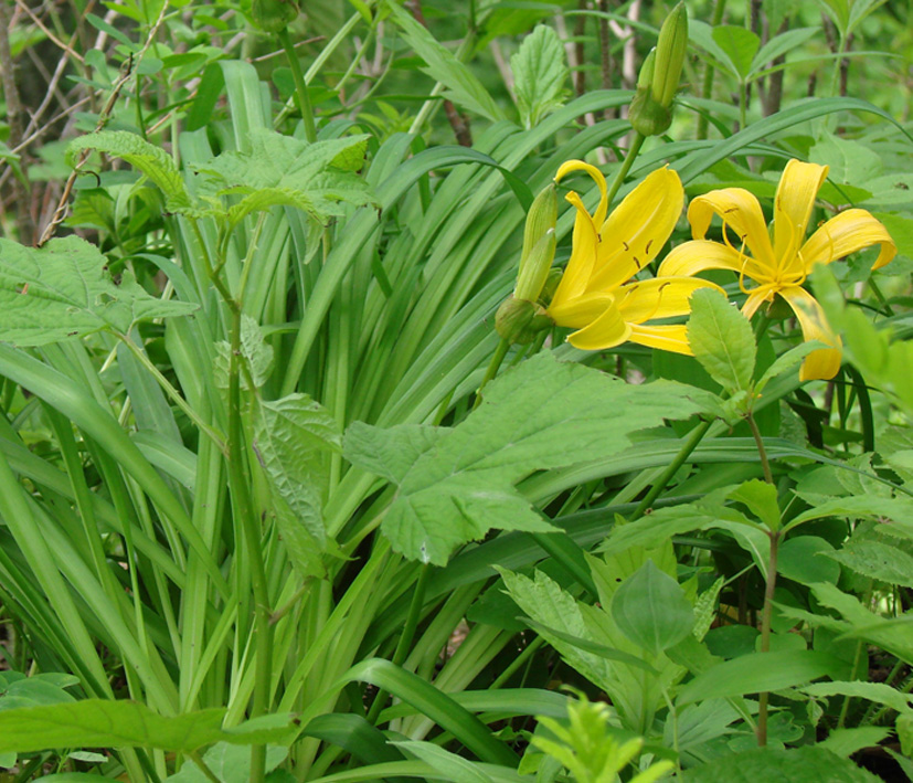 Image of Hemerocallis middendorffii specimen.