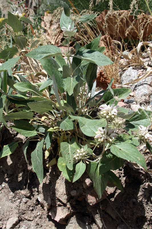 Изображение особи Phlomis sewerzowii.