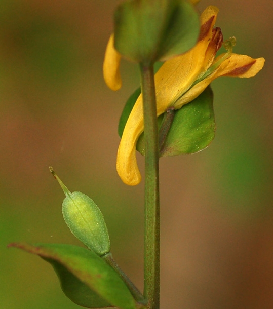 Image of Corydalis ochotensis specimen.