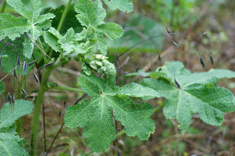 Image of Alcea rugosa specimen.