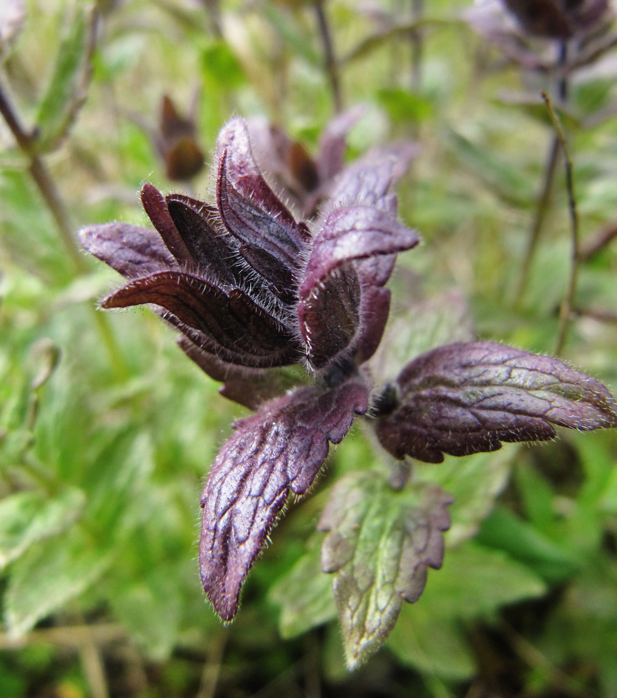 Изображение особи Bartsia alpina.