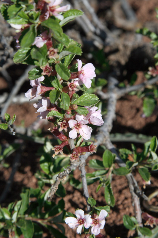 Image of Cerasus erythrocarpa specimen.