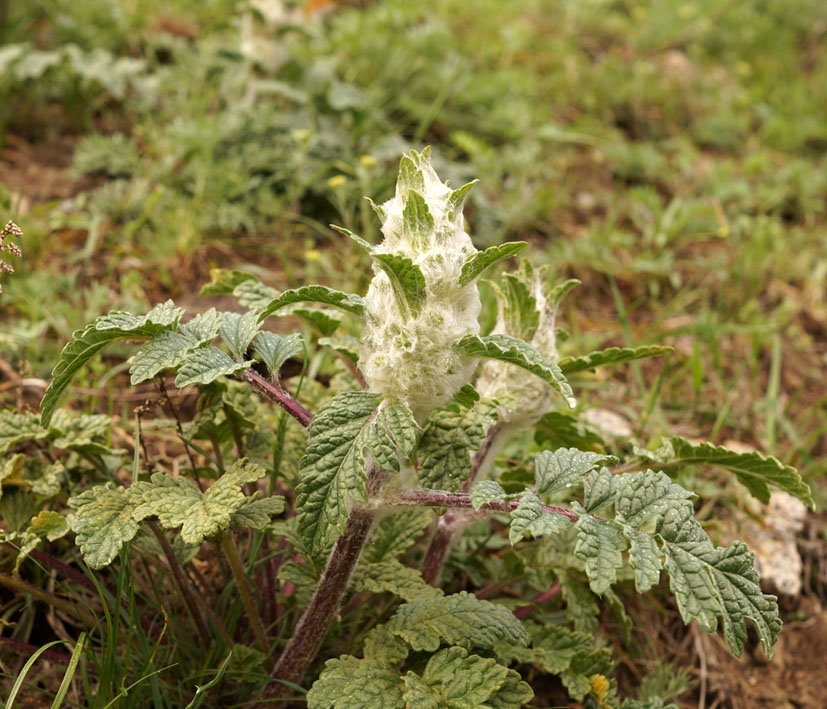 Image of Phlomoides speciosa specimen.