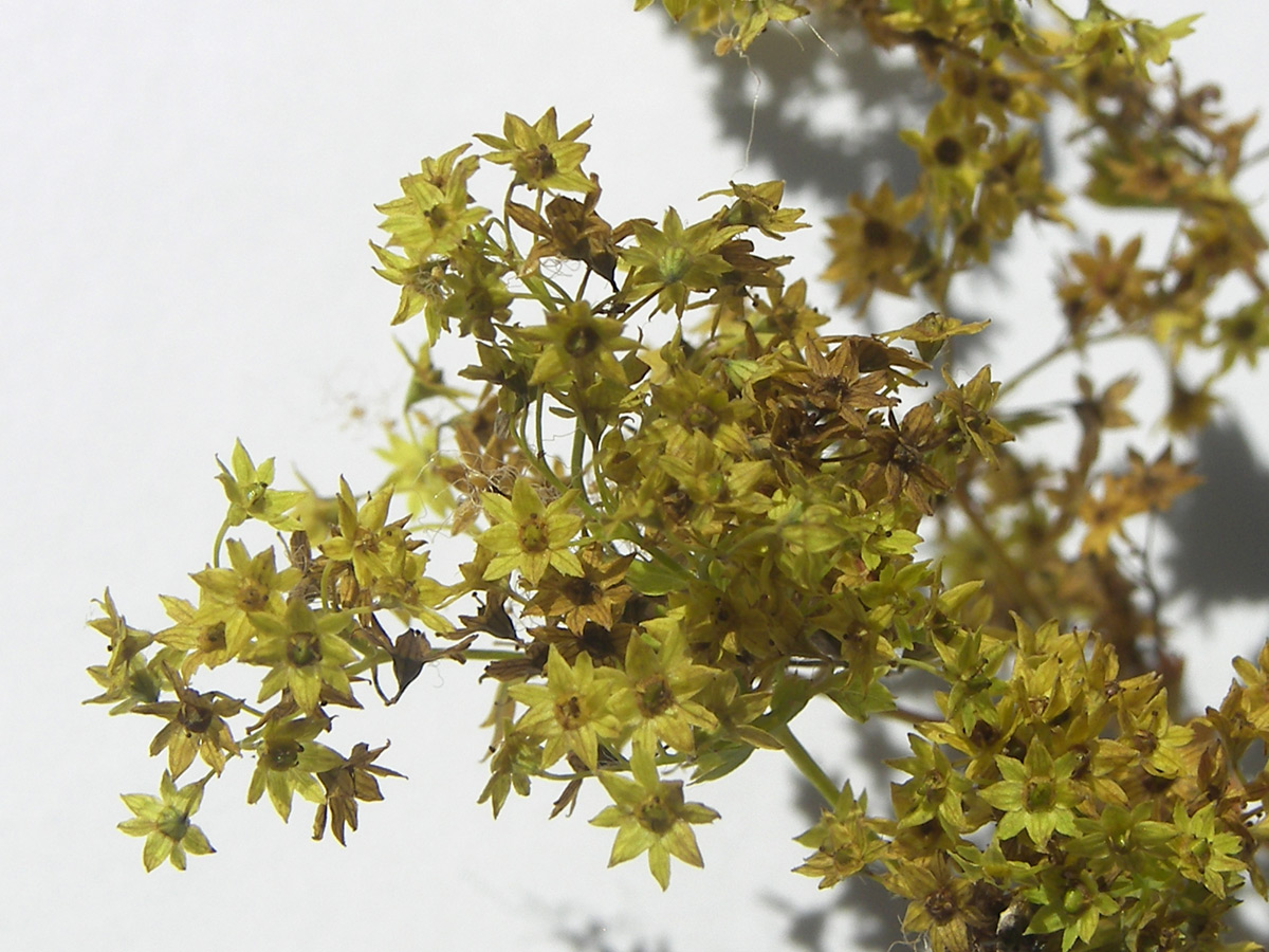 Image of Alchemilla dura specimen.