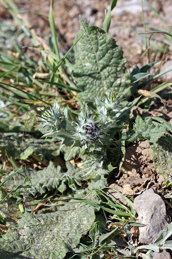 Изображение особи Cousinia microcarpa.