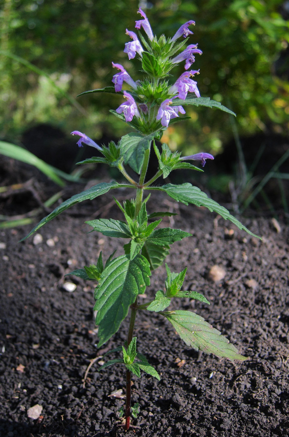 Изображение особи Galeopsis ladanum.