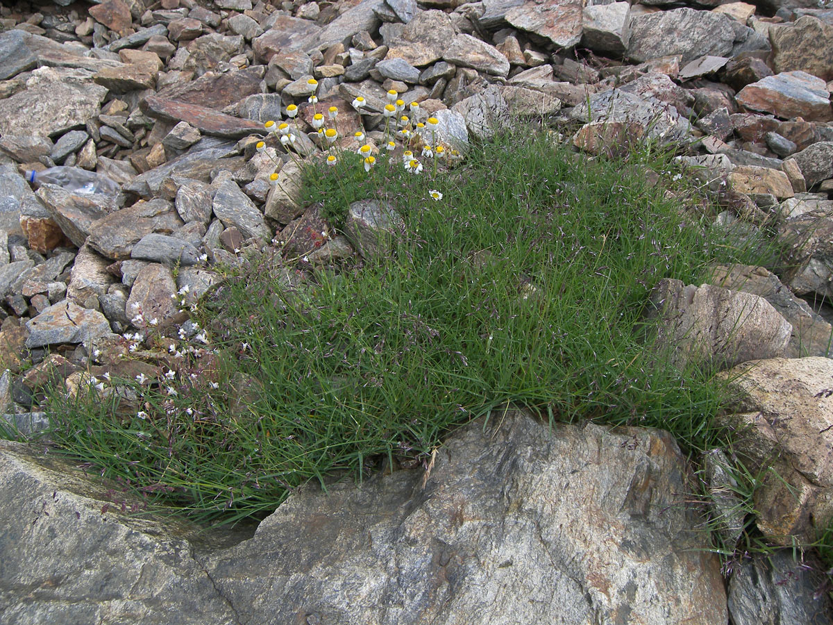 Image of Hyalopoa pontica specimen.