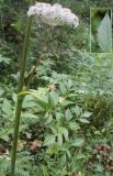 Angelica sylvestris