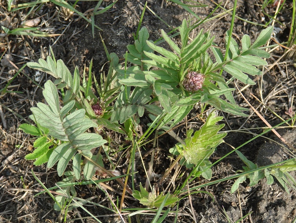 Изображение особи Valeriana alternifolia.