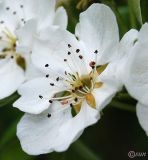 Image of taxon representative. Author is Сергей Наумов