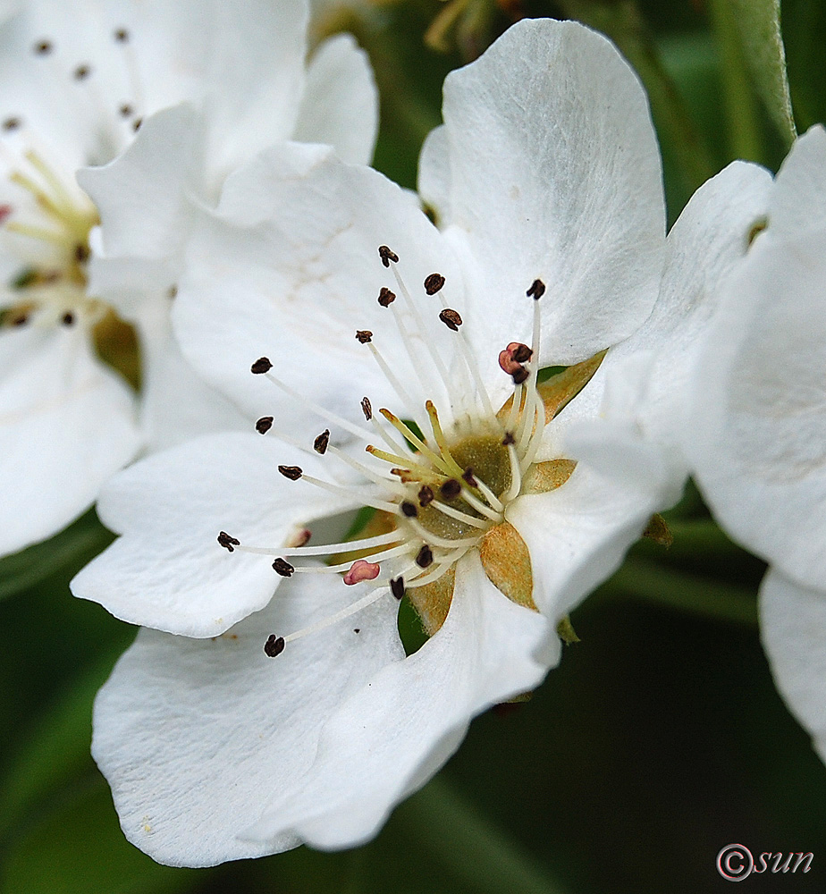 Image of Pyrus communis specimen.