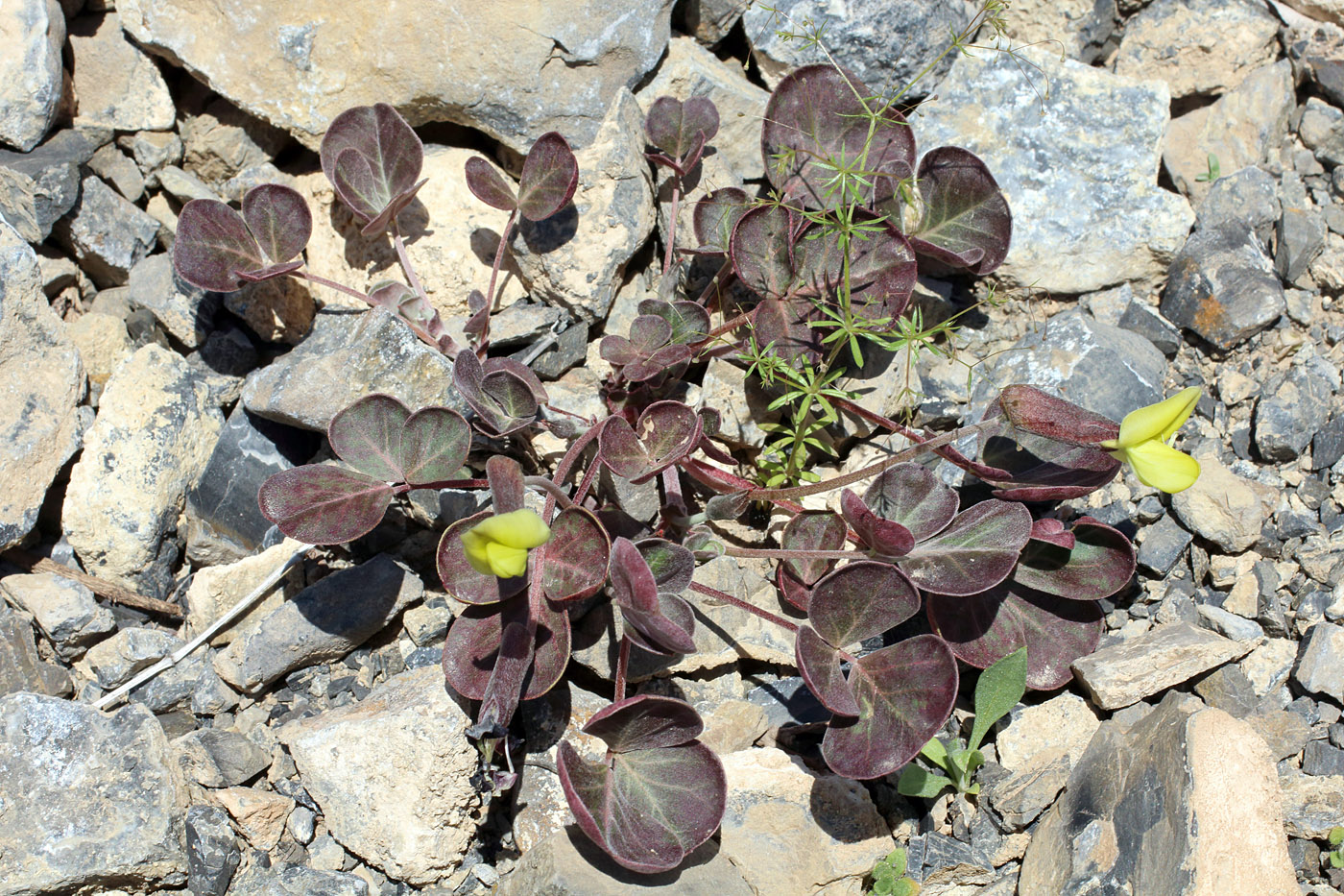 Image of Chesneya ternata specimen.