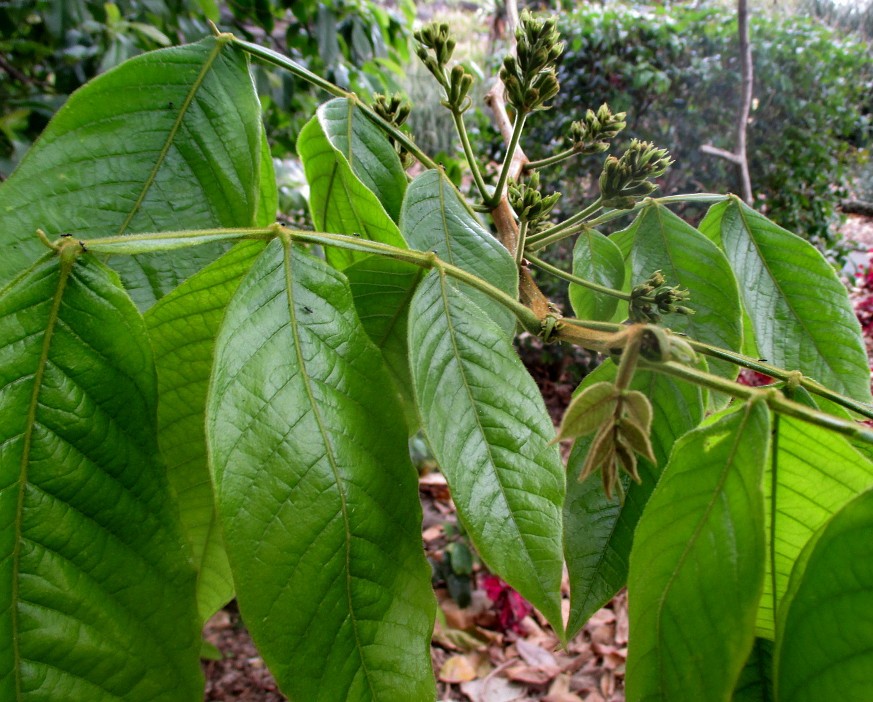 Image of Inga edulis specimen.