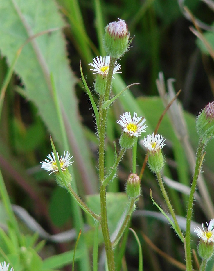 Image of Erigeron acris specimen.