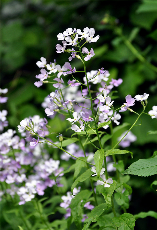 Image of Hesperis matronalis specimen.