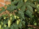 Humulus lupulus