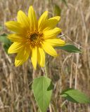 Helianthus annuus. Верхушка цветущего растения. Восточный Казахстан, Уланский р-н, окр. с. Украинка, поле пшеницы. 28.08.2005.