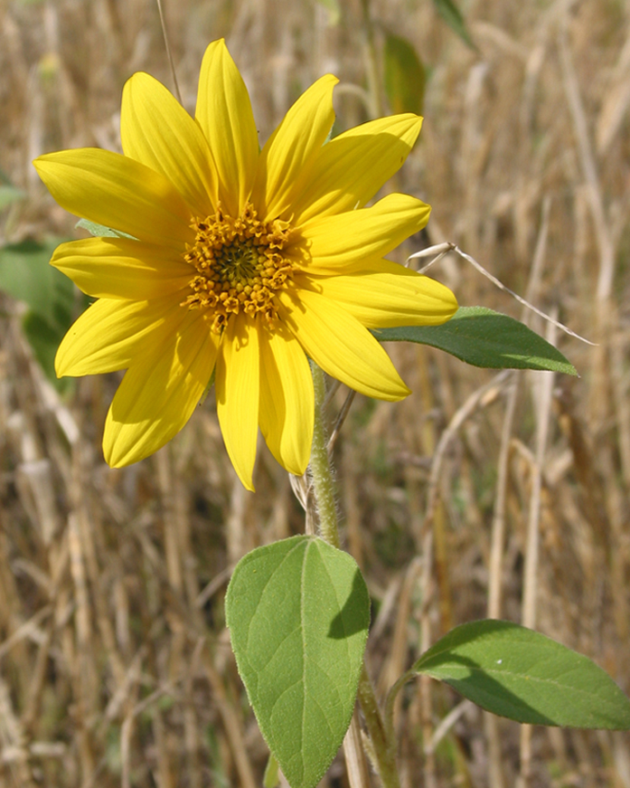 Изображение особи Helianthus annuus.