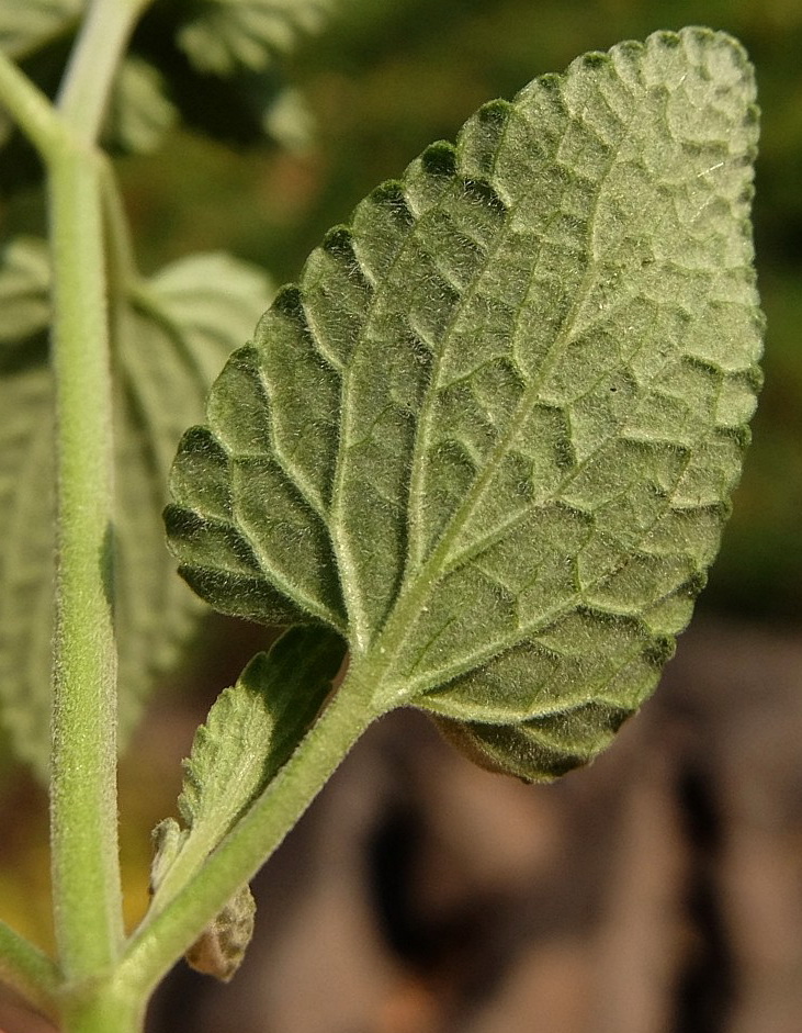 Изображение особи Nepeta mussinii.