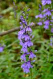 Lobelia sessilifolia. Соцветие. Приморье, Кавалеровский р-н, окр. бухты Зеркальной, заросли кустарников на берегу ручья. 23.08.2015.