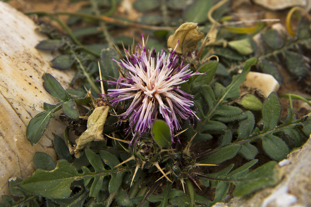 Image of Centaurea raphanina ssp. mixta specimen.