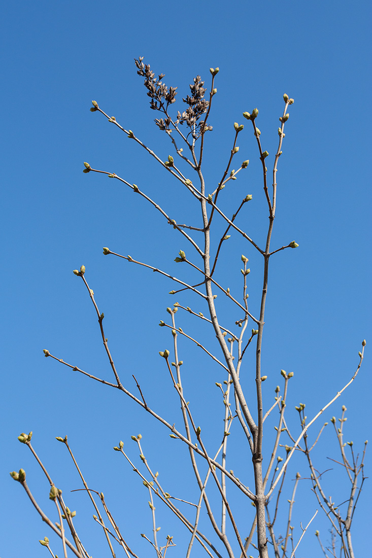 Image of Syringa josikaea specimen.