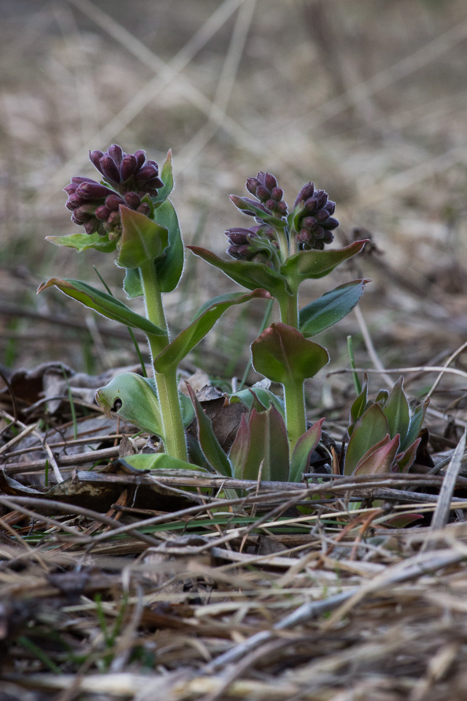 Image of Pulmonaria mollis specimen.